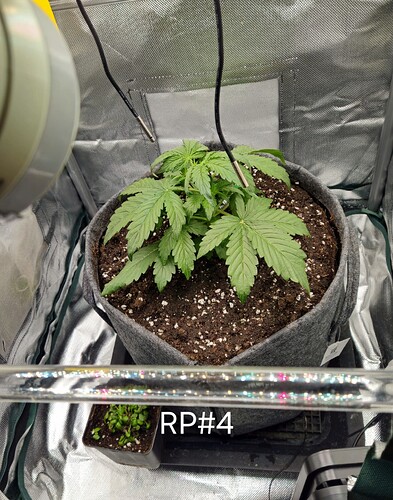 Growreport Bild 17
