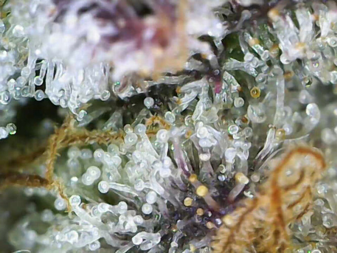 cap_2f4c1369b8e32ccd12d45986cd978a11_00_01_36_04