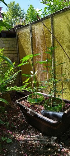 Growreport Bild 1