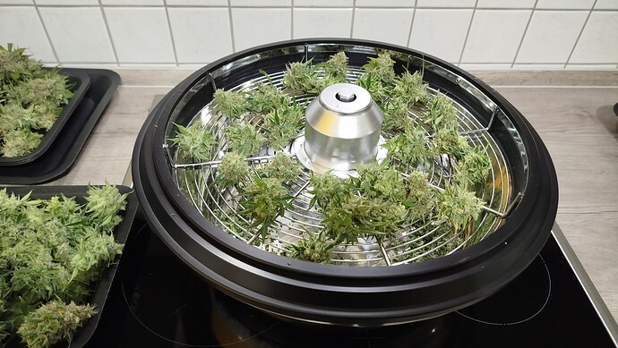 Frisch geerntete Cannabis-Buds liegen auf einem rotierenden Trimm-Gerät und auf schwarzen Tabletts in einer Küche.