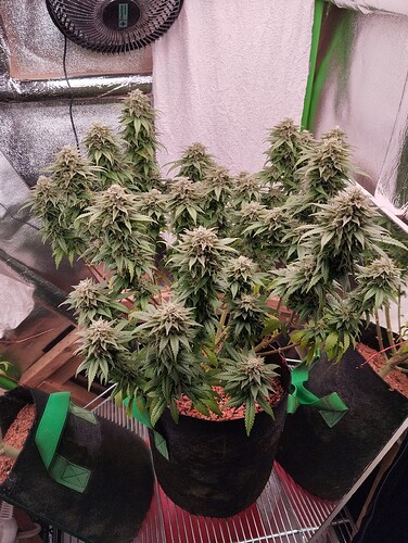 Growreport Bild 1
