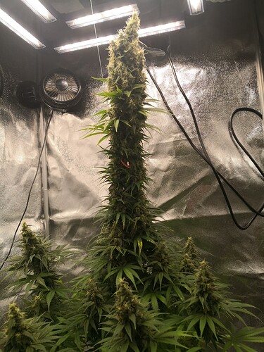 a0e04d64dfdbcbf466b04e8383f659e8623667b4