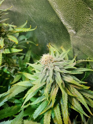 Nahaufnahme einer blühenden Cannabispflanze mit Trichomen und grünen Blättern.