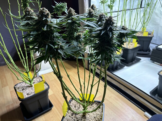 Growreport Bild 80