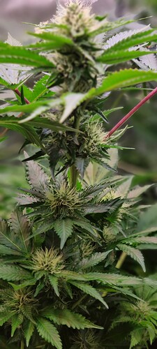Growreport Bild 4