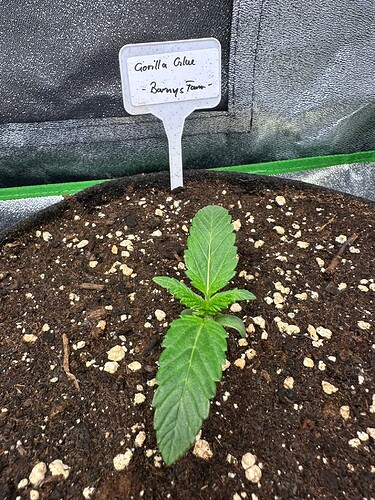Growreport Bild 44