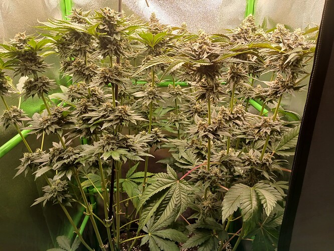 Growreport Bild 19