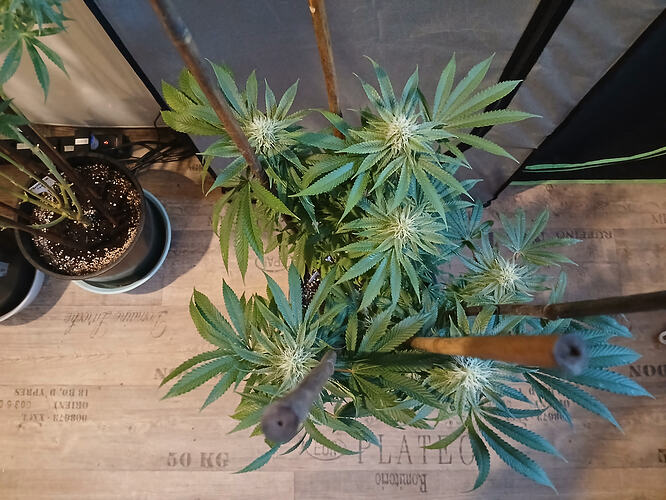 Growreport Bild 12