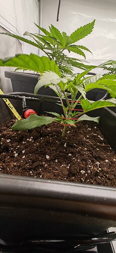 IMG_20241211_200828_edit_328905557693230