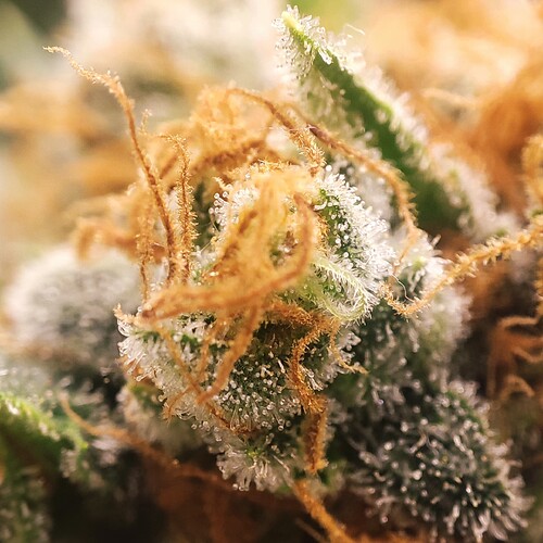 Growreport Bild 63