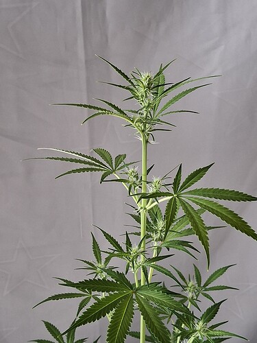 Growreport Bild 168