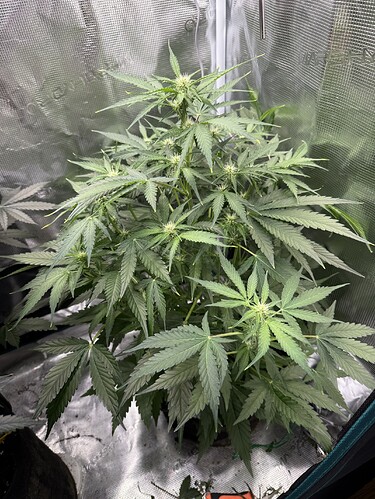 Growreport Bild 2
