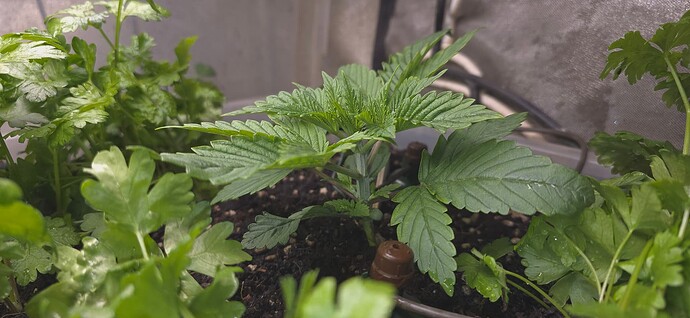 Growreport Bild 1