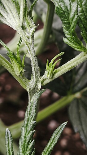 IMG_20250326_061732
