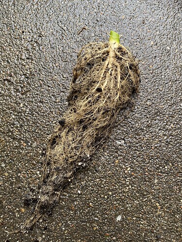 Growreport Bild 31