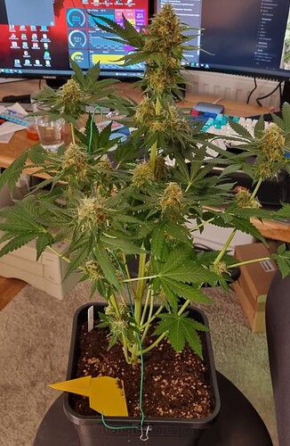 Growreport Bild 33