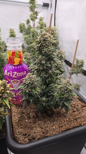 threema-20240617-170709662