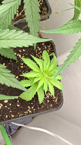 Growreport Bild 213