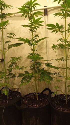 Growreport Bild 2