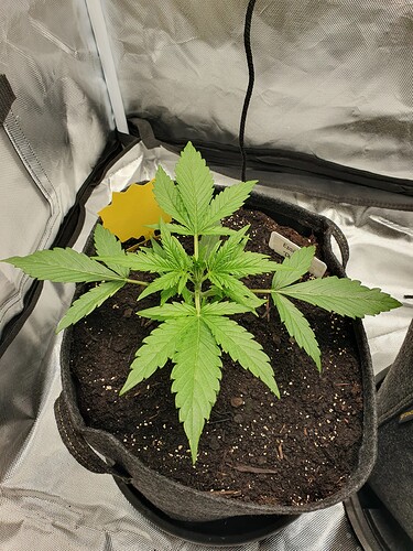 Growreport Bild 3