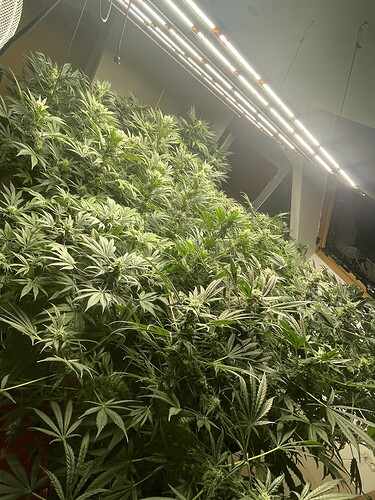 Growreport Bild 33