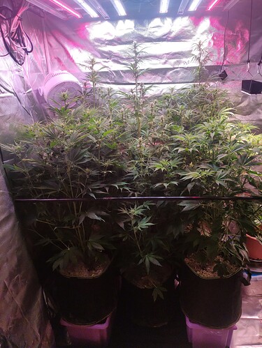 Growreport Bild 41