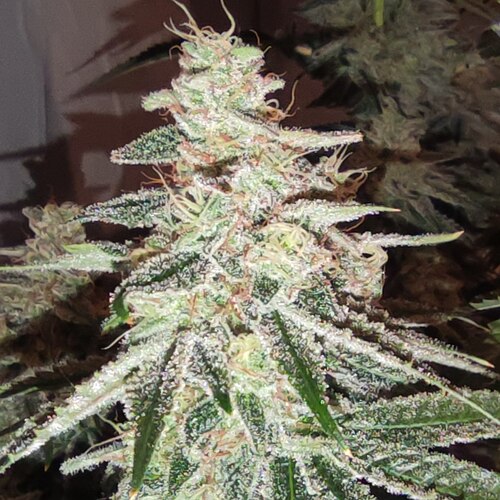 Growreport Bild 3