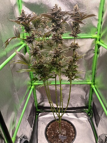 Growreport Bild 39