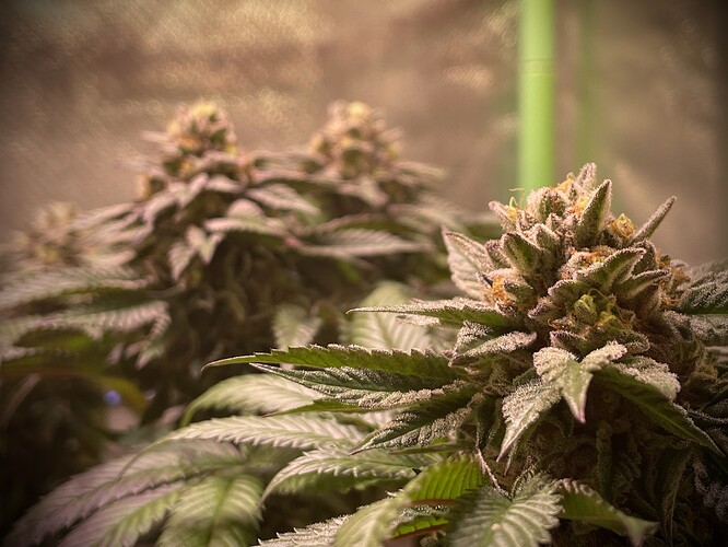 Growreport Bild 13