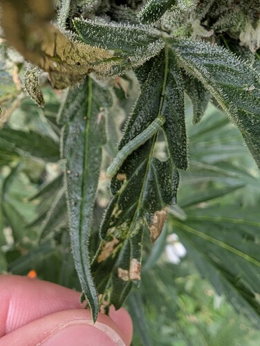 Growreport Bild 4