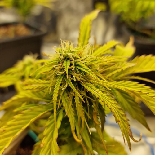 Growreport Bild 5