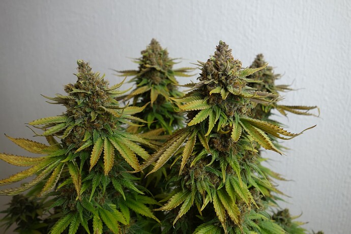 Growreport Bild 13