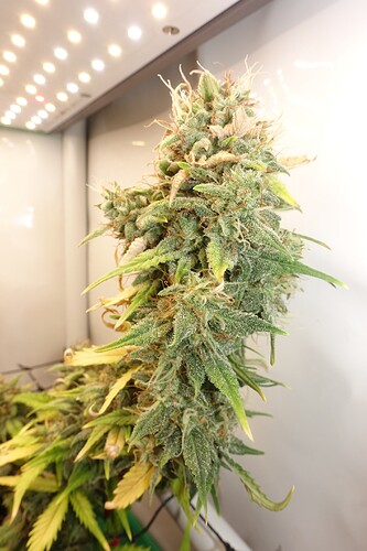 Growreport Bild 6