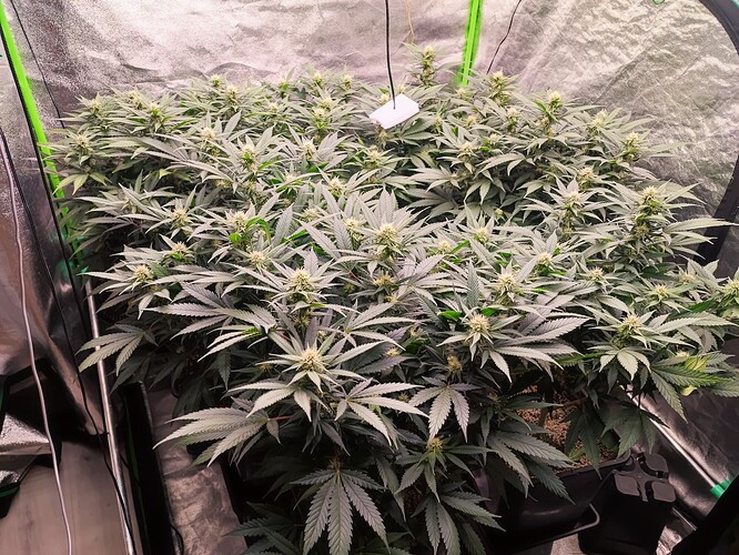 Growreport Bild 19