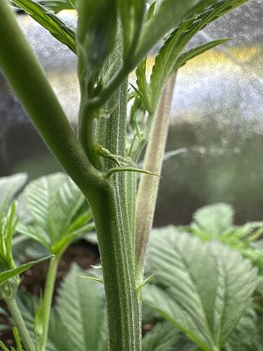 Growreport Bild 39
