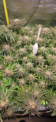Growreport Bild 60