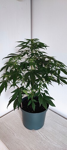 Growreport Bild 9
