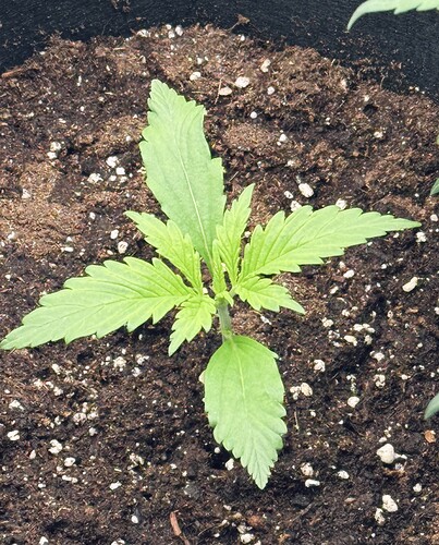 Growreport Bild 12