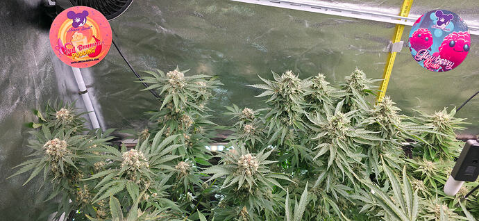 Growreport Bild 8