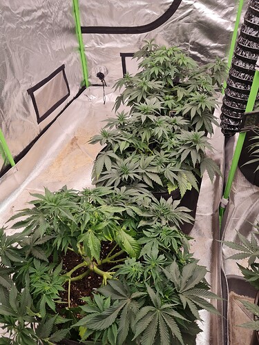 Growreport Bild 21
