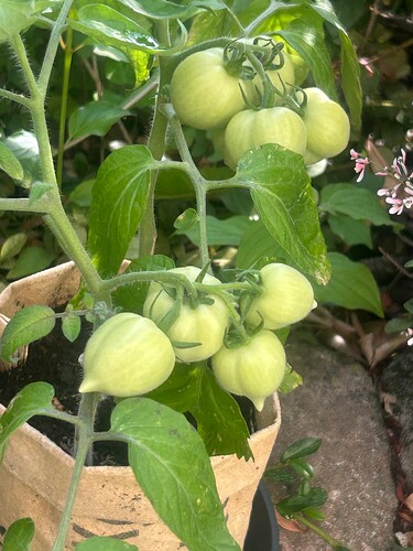 Growreport Bild 5