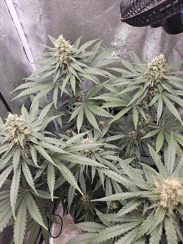 17261589978575308651430210732102