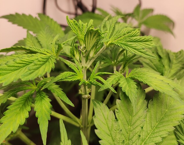Growreport Bild 22
