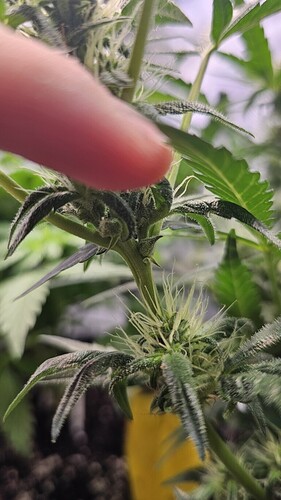 Growreport Bild 37