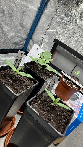 Growreport Bild 7