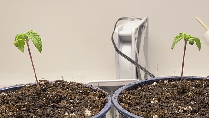 Growreport Bild 29