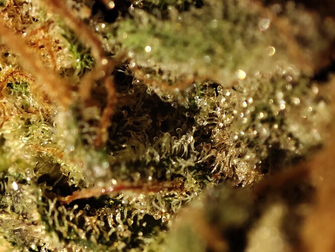 Growreport Bild 28
