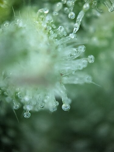 Mehr Trichome Ende Woche 8