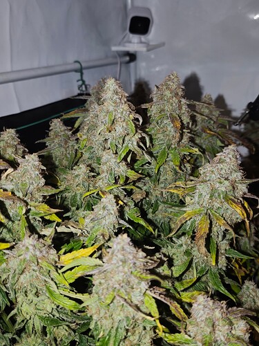 MVIMG_20251128_150501