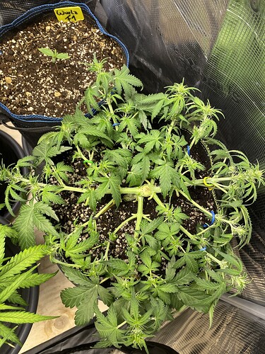 Growreport Bild 20